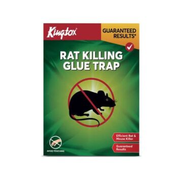 Rat Killing Glue Trap